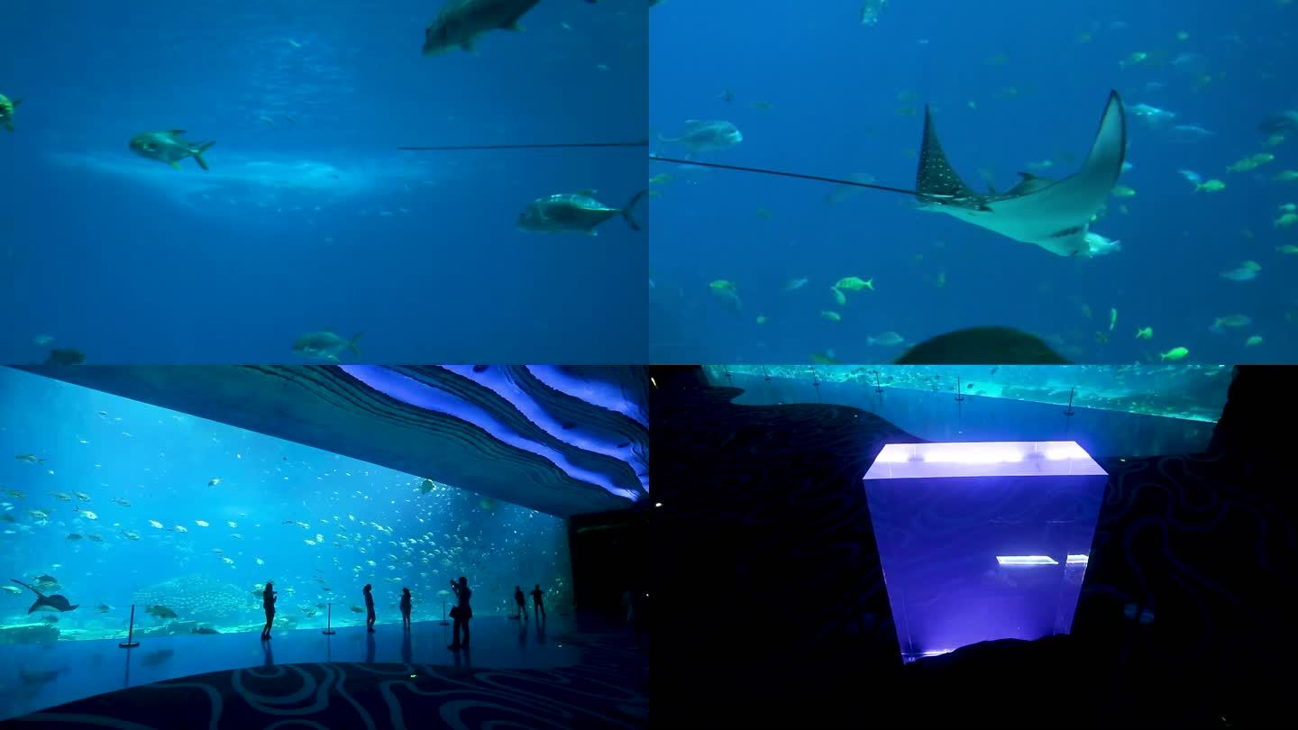 水族馆 游客观赏 生物游动