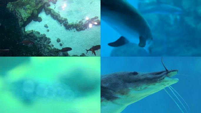 海底世界 海洋生物 潜水检测