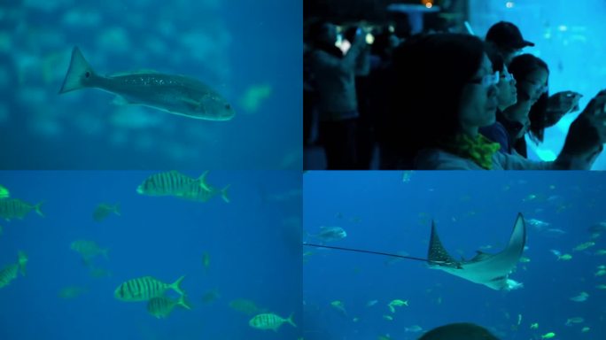 水族馆 游客观赏 生物游动