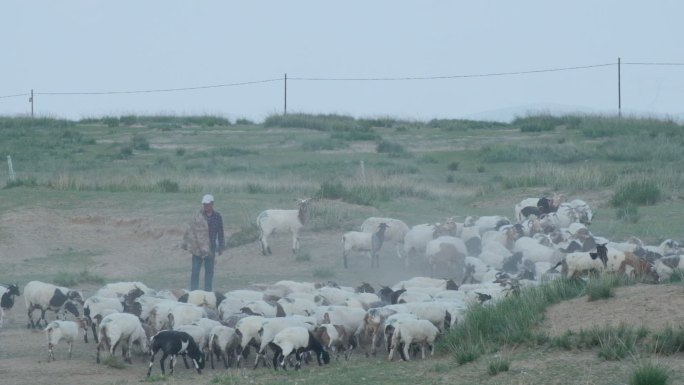 牧羊人赶着羊群升格画面