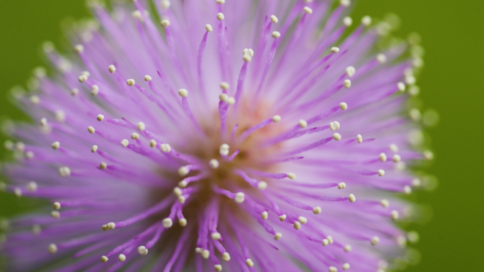 植物含羞草开花绽放粉色紫色