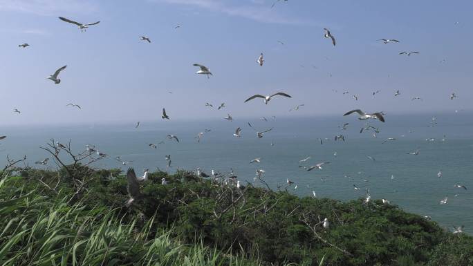 山东威海荣成海驴岛