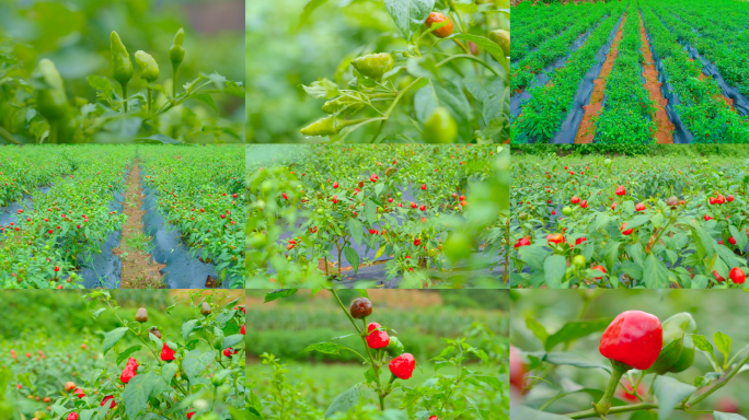 辣椒产业农作物种植团子辣椒