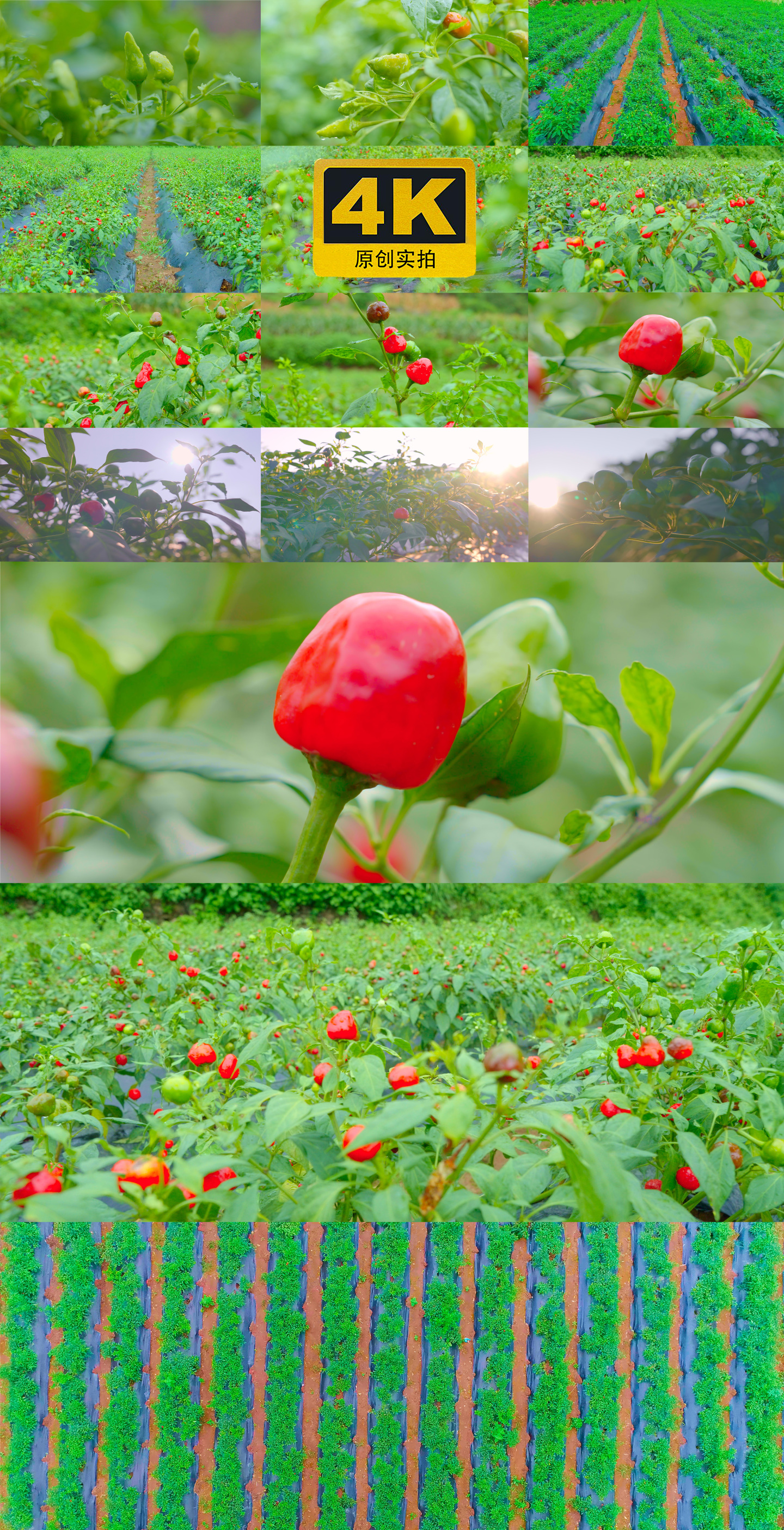 辣椒产业农作物种植团子辣椒