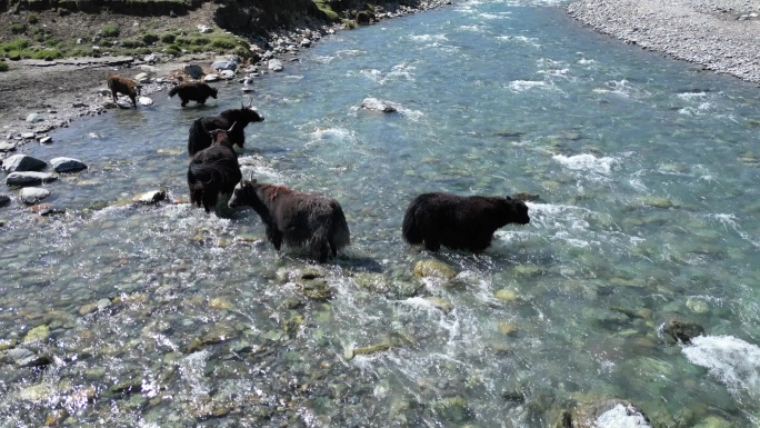 高原冰川河流  河边牦牛