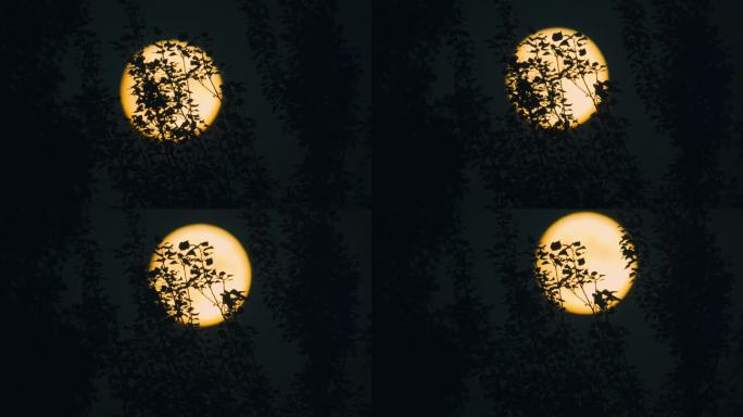 月亮树木剪影写意空镜延时