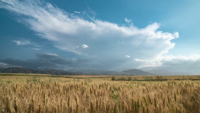 大自然新疆美景江布拉克雪山麦浪小麦日落