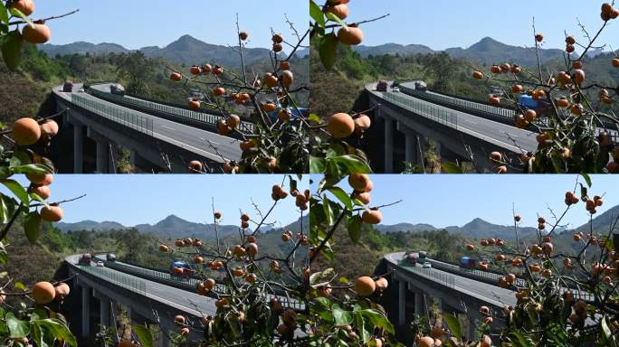 秋天 桂林山区高速公路高架桥旁的柿子树林
