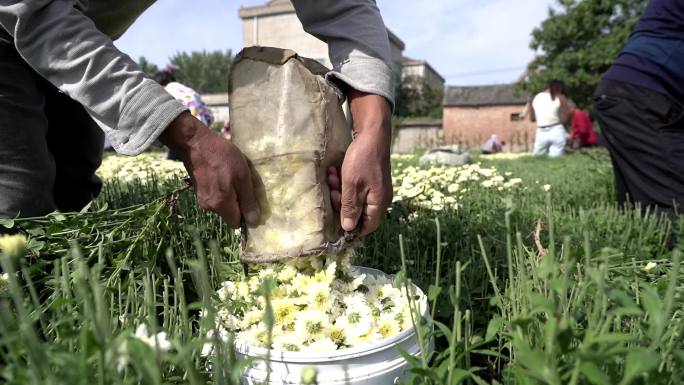 采摘菊花