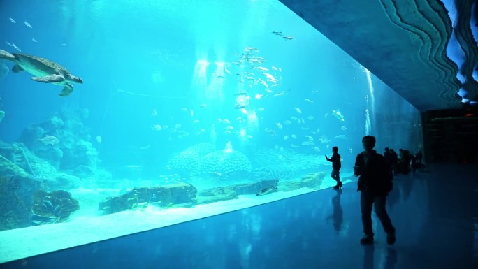 海龟 海底水草 游客参观