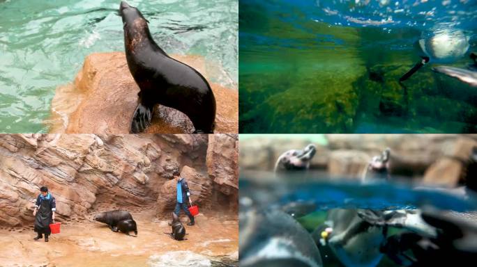 海洋生物 企鹅游动 海狮表演