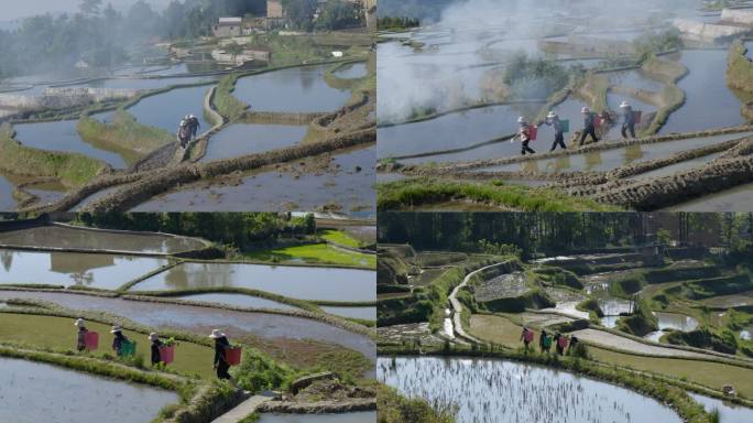 云南红河元阳梯田