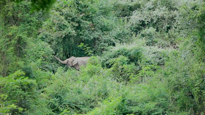 云南西双版纳野生亚洲象吃树叶视频