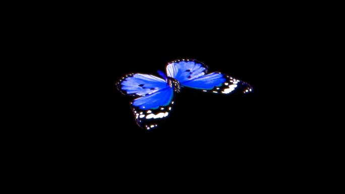 蓝色蝴蝶