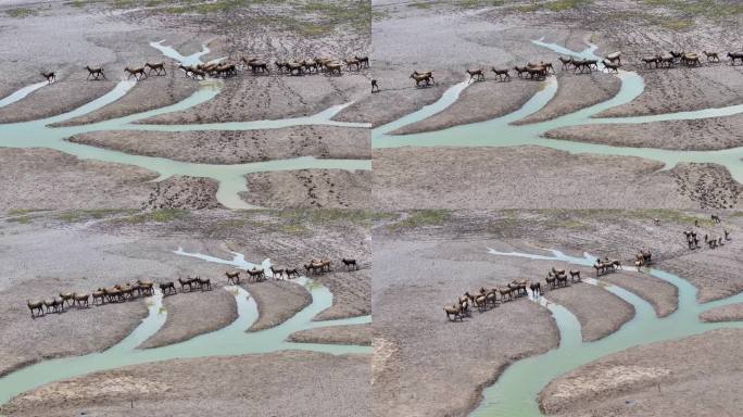 4k江苏省盐城市条子泥湿地中的麋鹿
