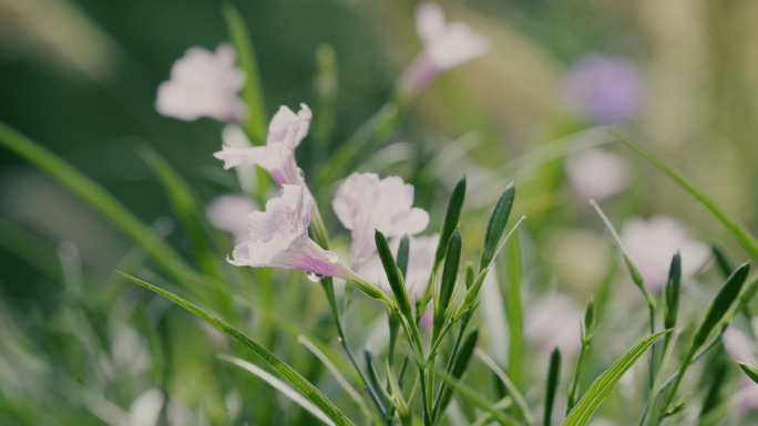 蓝花草 蜜蜂采蜜 蝴蝶 蓝花草8k素材