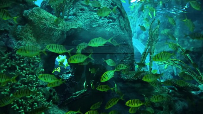 海龟 海底水草 游客参观