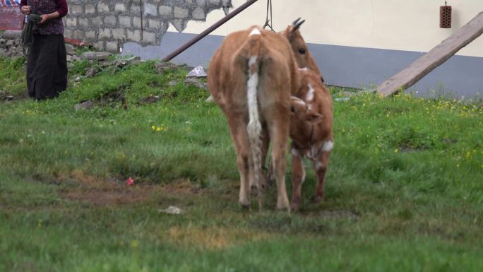 小牛喝奶藏族妇女挤牛奶