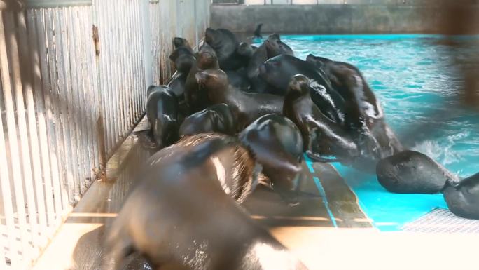 海洋生物 海洋馆 潜水员