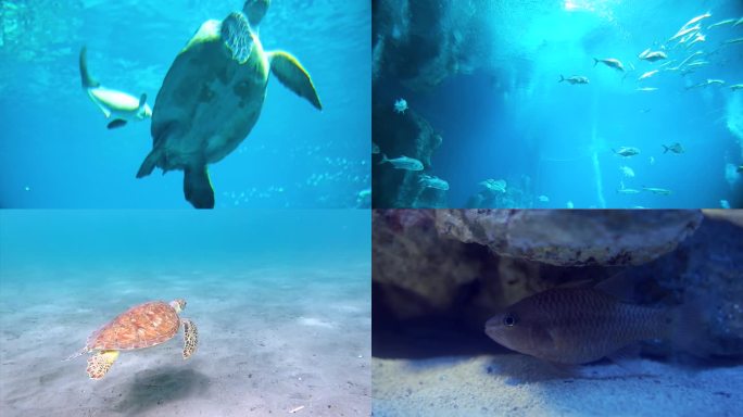 海洋生物 海洋馆 潜水员