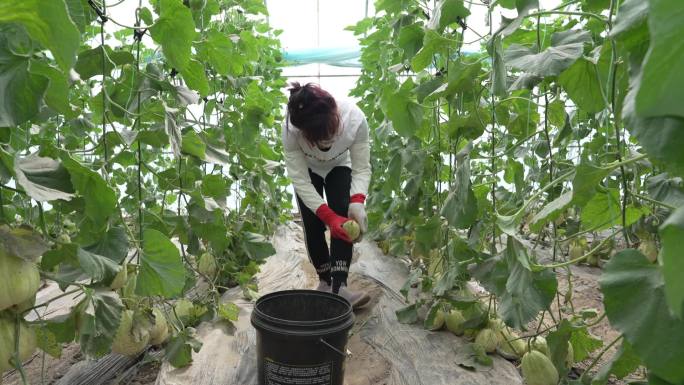 香瓜 种植 棚膜 经济作物 丰收