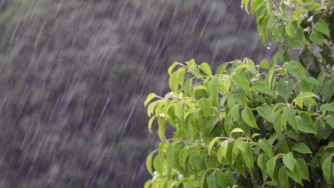 雨大雨树大风雷阵雨慢镜头