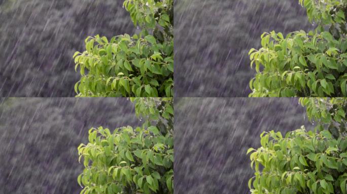 雨大雨树大风雷阵雨慢镜头