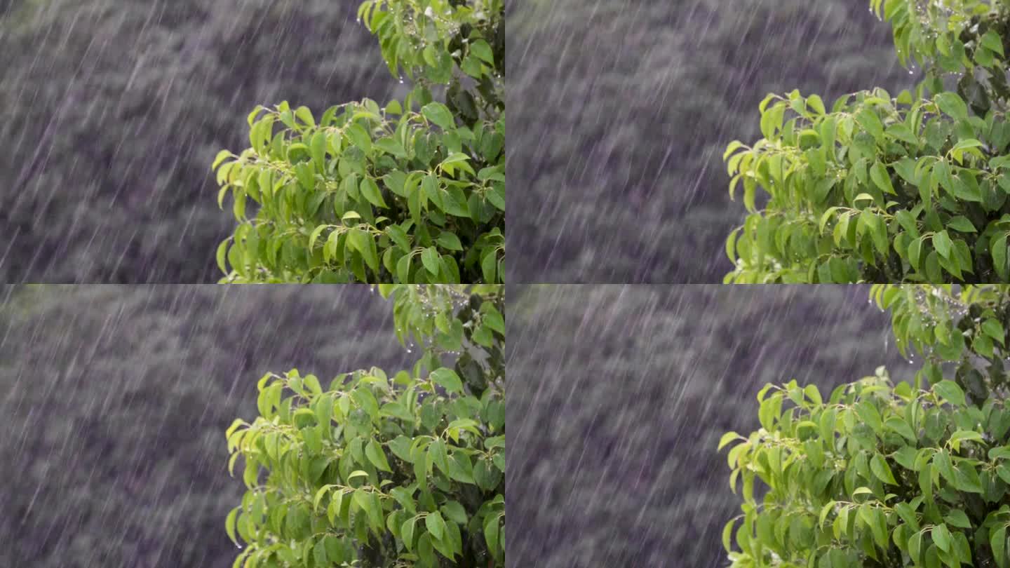 雨大雨树大风雷阵雨慢镜头