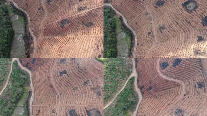 4k航拍 山顶植树造林保护环境