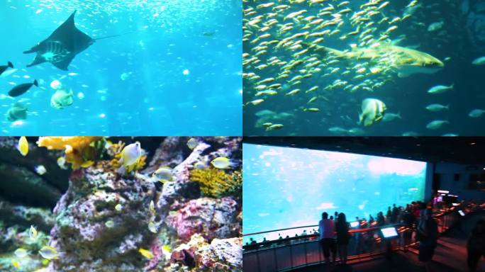 水下生物 环球影城 海洋馆