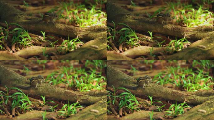 松鼠觅食-慢镜头