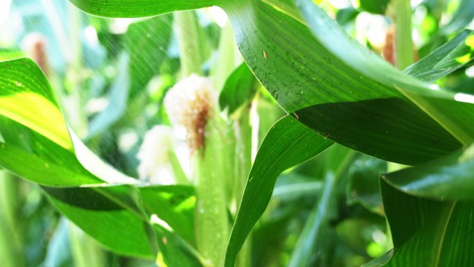 玉米农业丰收粮食雨滴绿色玉米