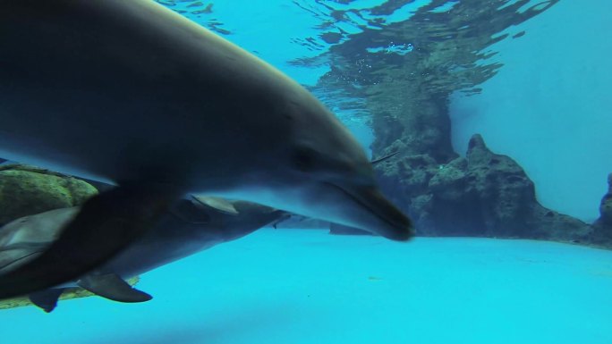 海豚表演 跳跃水花 海洋馆