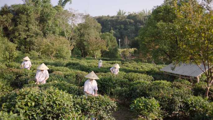 普洱茶 采茶