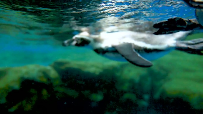 海洋馆 海洋生物 水下生物