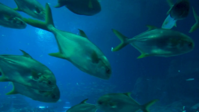 海洋馆 海洋生物 水下生物