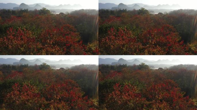 航拍秋天日出时分桂林漓江岸边的乌桕树