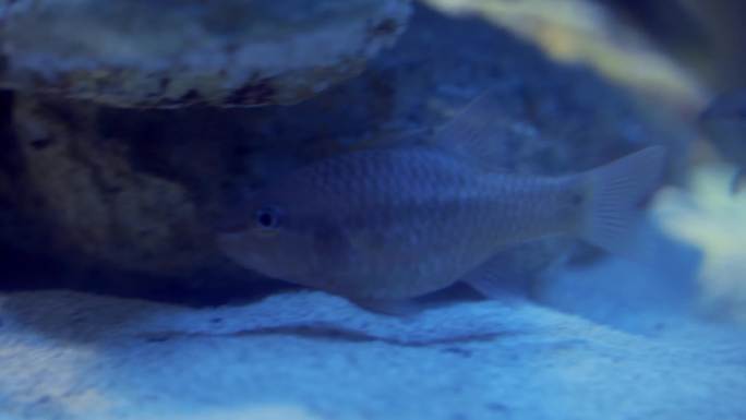 海洋生物 海洋馆 潜水员