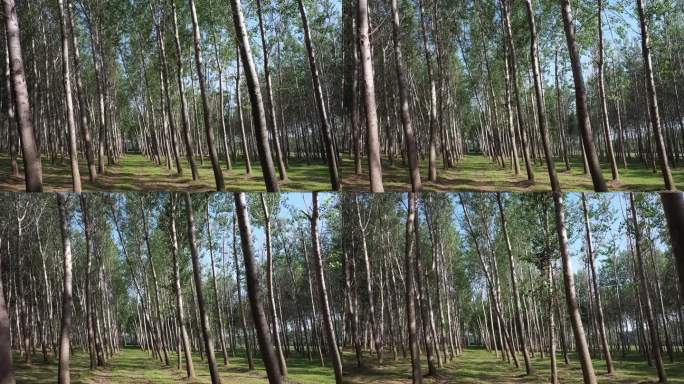 在树林间穿梭航拍 航拍杨树林