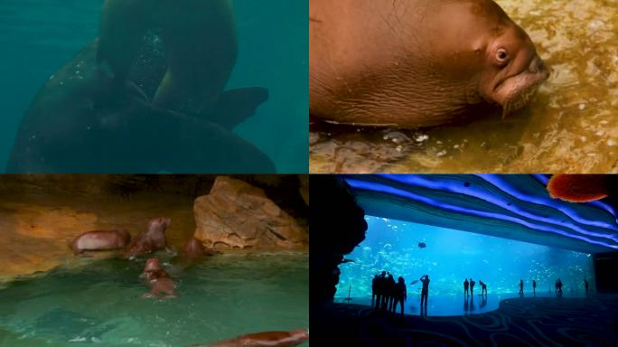 水族馆 海洋生物 游客观赏