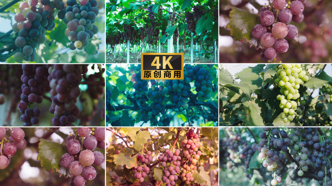 4k葡萄丰收葡萄种植葡萄特写