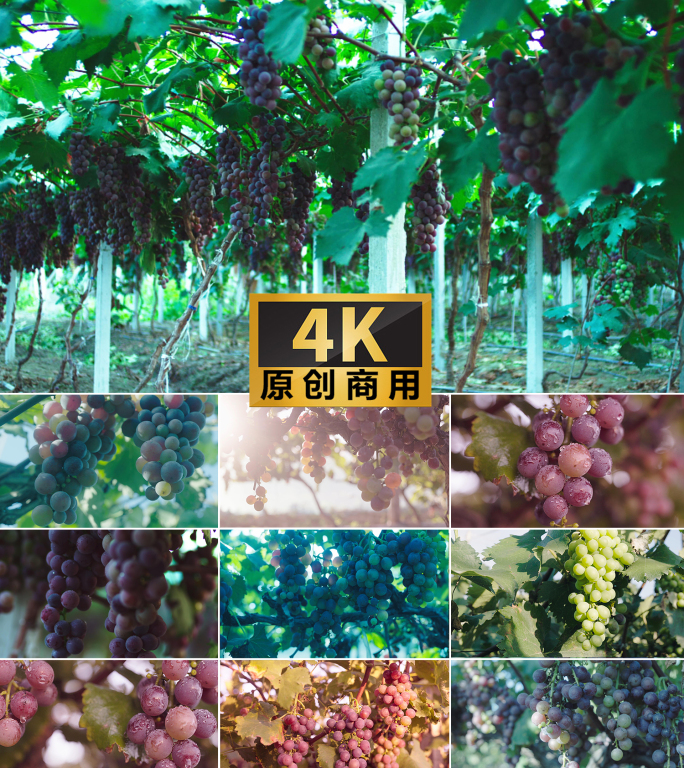 4k葡萄丰收葡萄种植葡萄特写