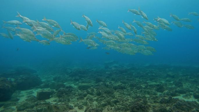 海洋生物 海洋馆 潜水员