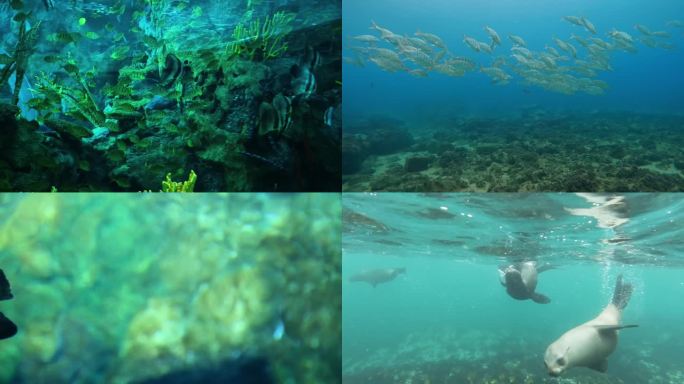 海洋生物 海洋馆 潜水员