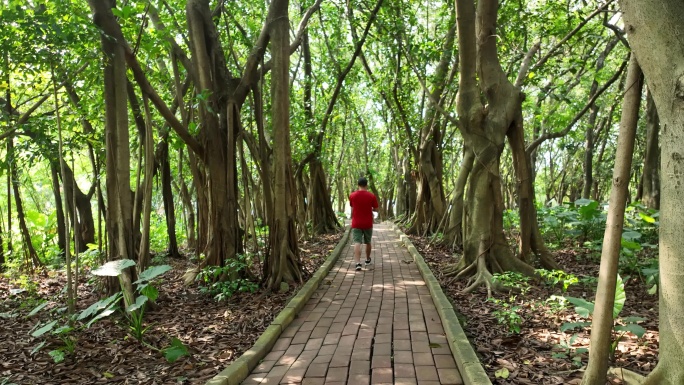 小树林雾气 森林 树林 树林光影 植物