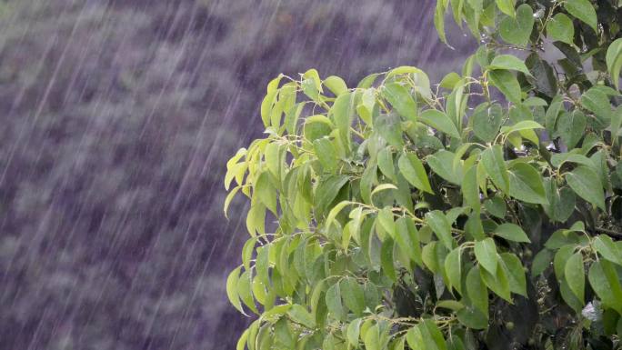 雨大雨树大风狂风暴雨