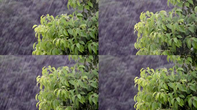 雨大雨树大风狂风暴雨