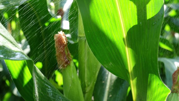 玉米农业丰收粮食雨滴绿色玉米