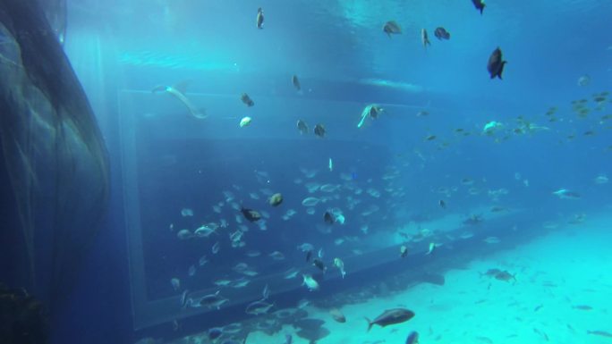 海洋公园 休闲娱乐 水中生物
