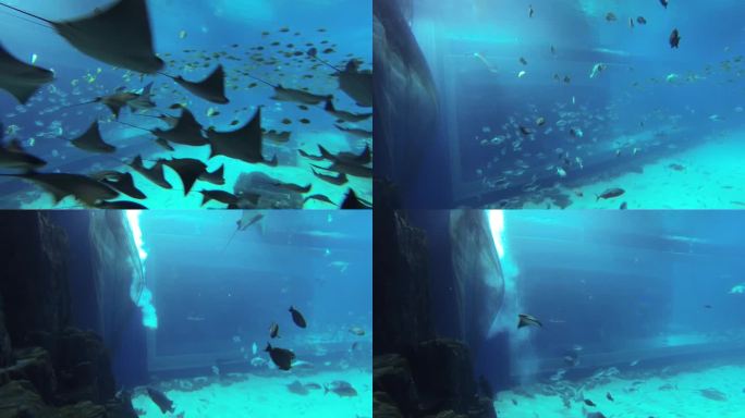 海洋公园 休闲娱乐 水中生物